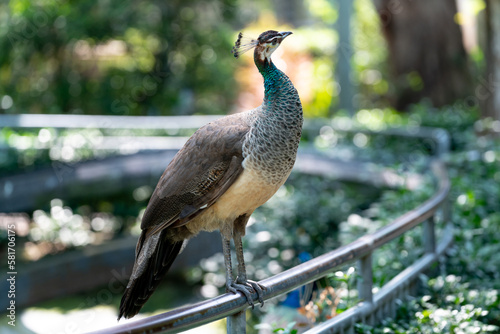Photos of beautiful peacock in zoo