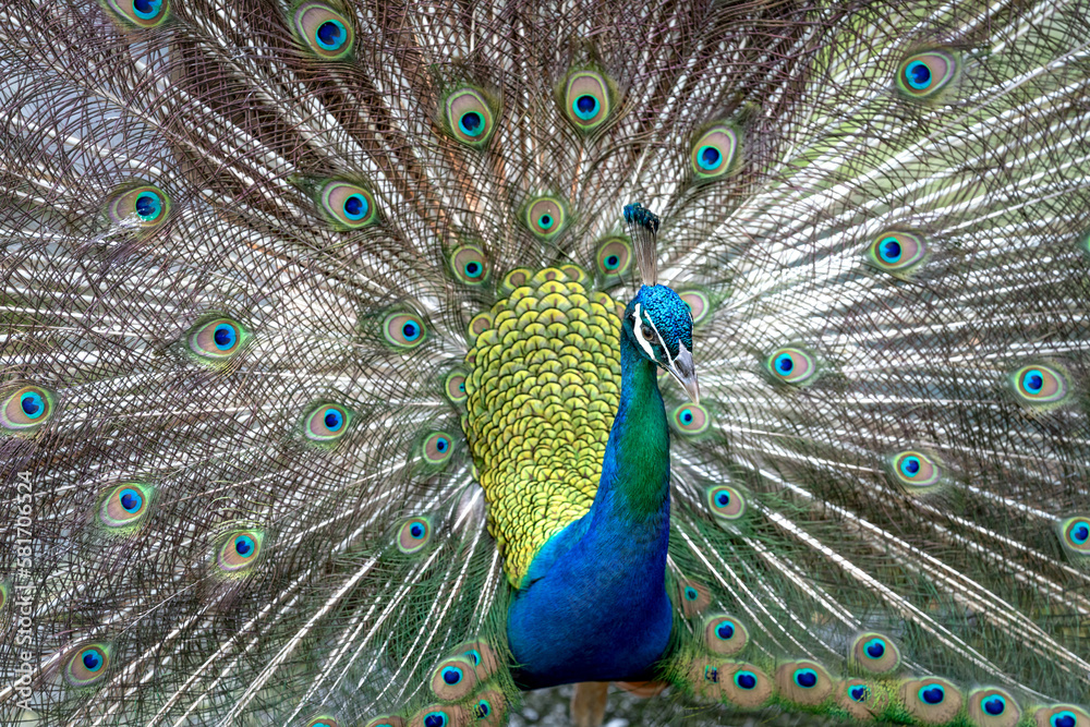 Obraz premium Photos of beautiful peacock in zoo