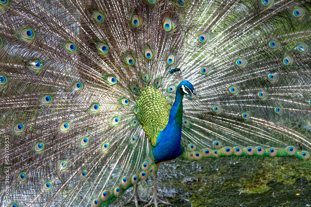 Naklejka premium Photos of beautiful peacock in zoo