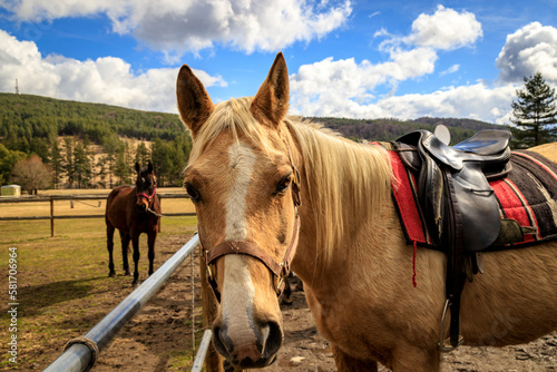 Horse riding in Plana mountain  Bulgaria