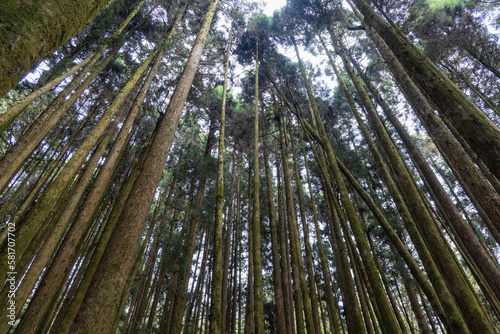 Sunlight over the green forest at Alishan National Forest Recreation Area