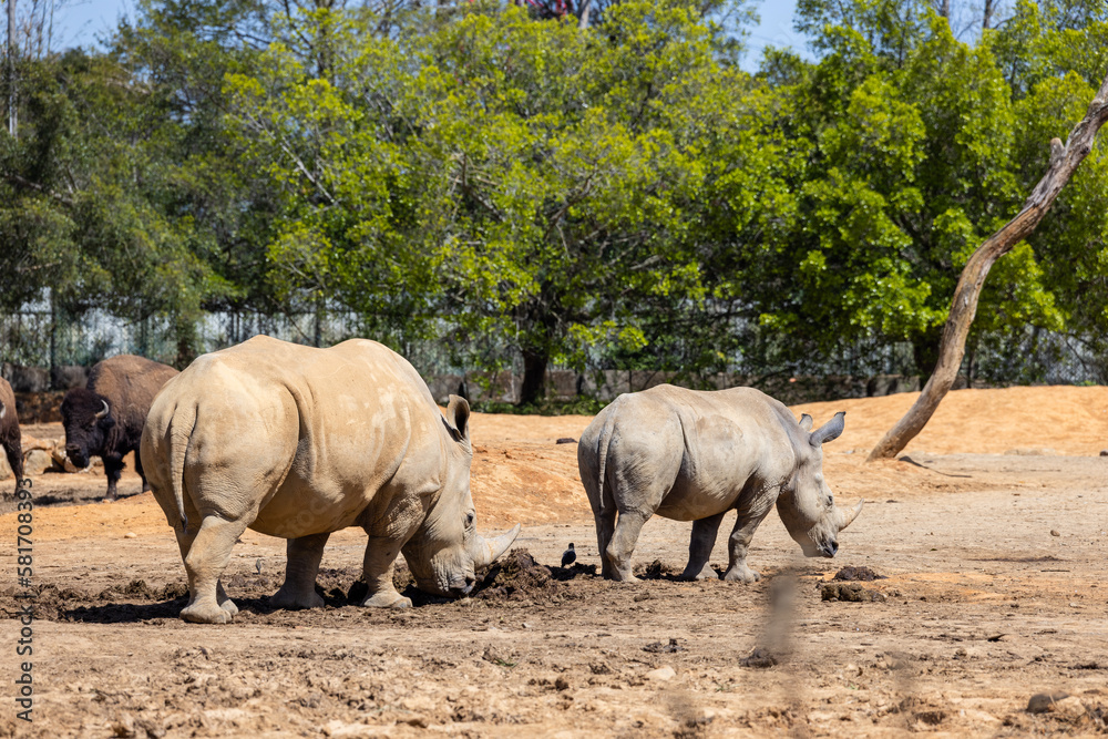 Fototapeta premium White rhinoceros in the wild zoo park