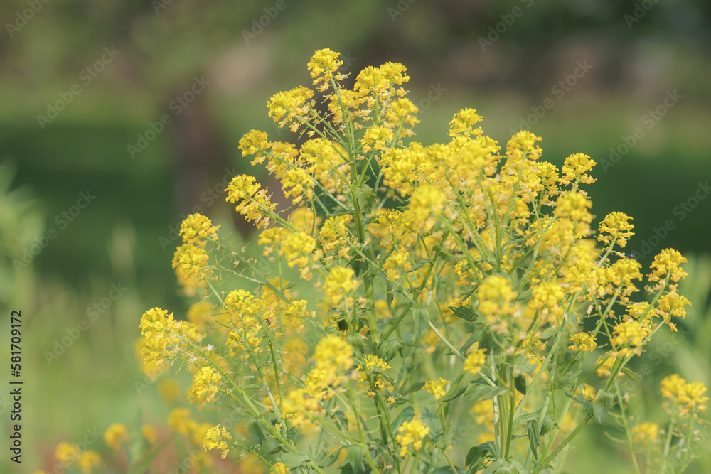 Obraz premium 菜の花