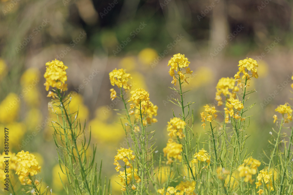 Obraz premium 菜の花