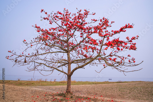 Flowers of Bombax ceiba tree on the blue sky background