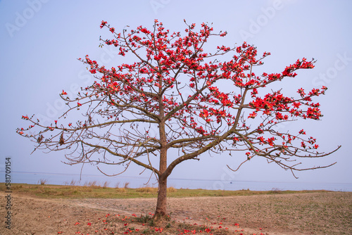 Flowers of Bombax ceiba tree on the blue sky background