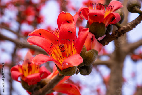 Close-up of Bombax ceiba flower blossom with blurred background