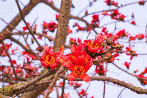 Close-up of Bombax ceiba flower blossom with blurred background photo