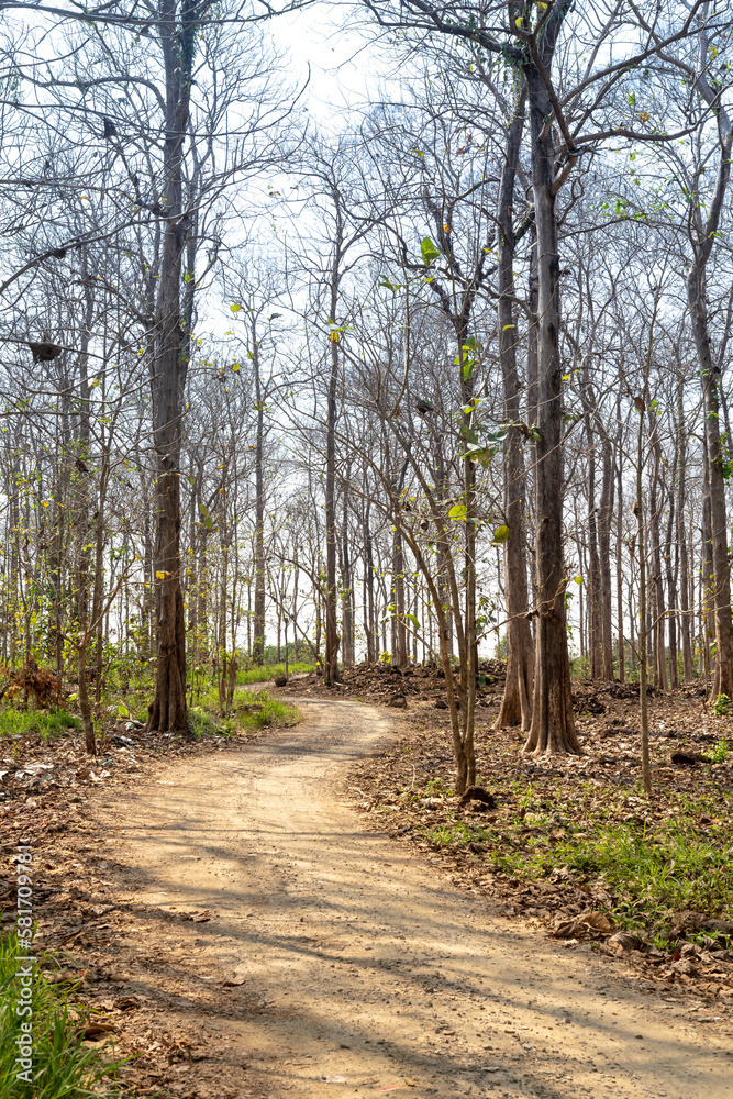 Trail through forest of Tectona grandis trees in the season of changing leaves Trail through forest of Tectona grandis trees in the season of changing leaves