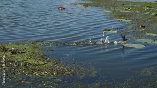 Slow Motion Of Bird Walking On The River Water