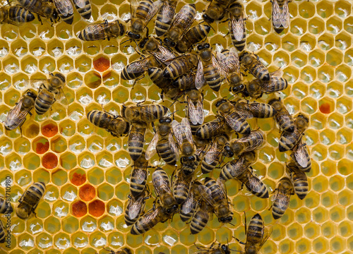 Bees, flower pollen, nectar and honey in comb.
Process of converting nectar into honey is being carried out. Honey bees are covered in honeycombs.