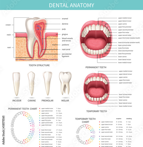 Dental Anatomy Infographics