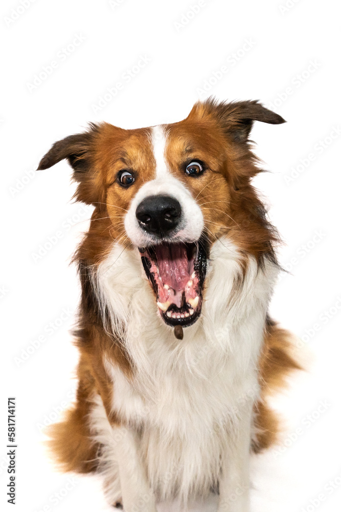 Fototapeta premium Charming brown and white Border Collie dog with an open mouth, attempting to catch a treat flying towards him. Vertical studio photo on a white background.