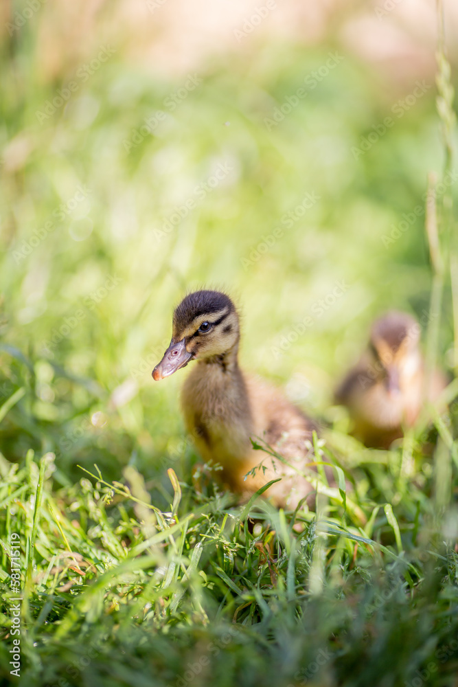 Indian runner duck, farmland animal on a garden, babies Indian runner duck, farmland animal on a garden, babies