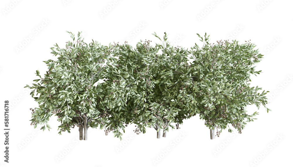 Plant and shrubs in 3d rendering isolated Plant and shrubs in 3d rendering isolated