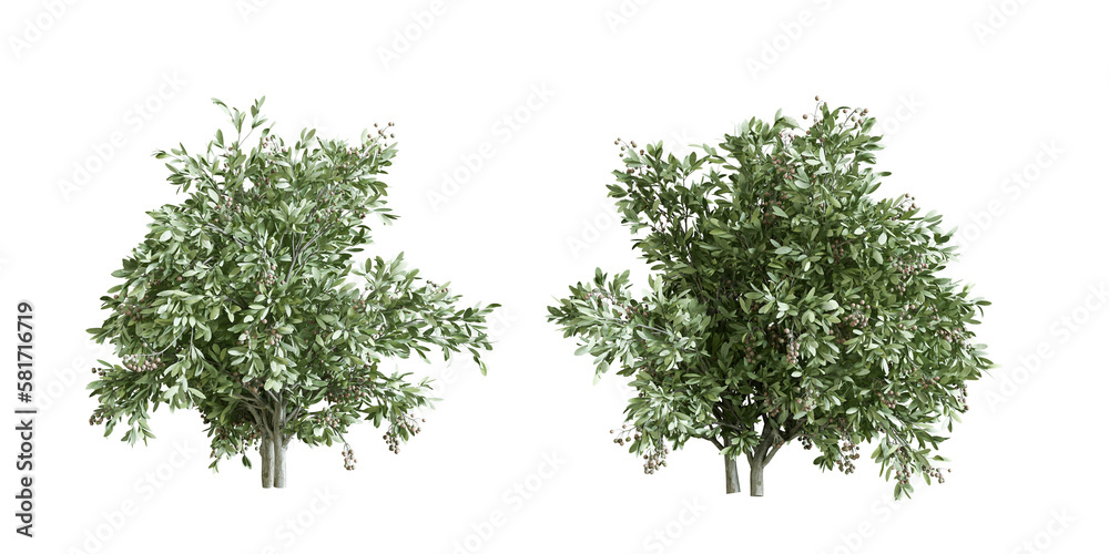 Fototapeta premium isolated plant and shrubs in 3d rendering