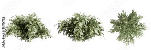 Plant and shrubs in 3d rendering isolated