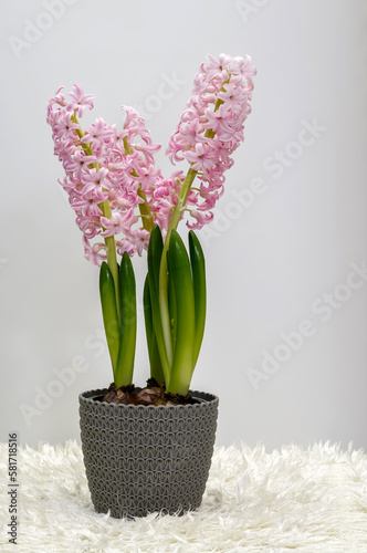 pink Hyacinth in a pot (Hyacinthus), blooming stately inflorescence, bell-shaped delicate flowers, decorative spring plant on a light background