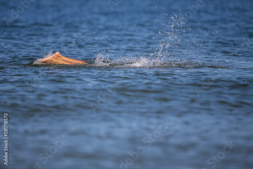 Drowning woman's legs sticking out of sea photo