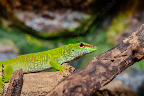 Madagascar day gecko in a terrarium. close-up. macro.