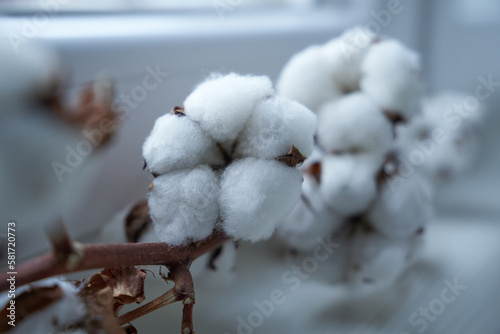 Close up view of cotton flower laying near window