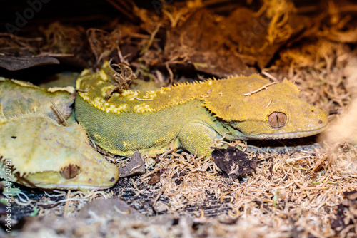 real gecko in terrarium. close-up. macro.