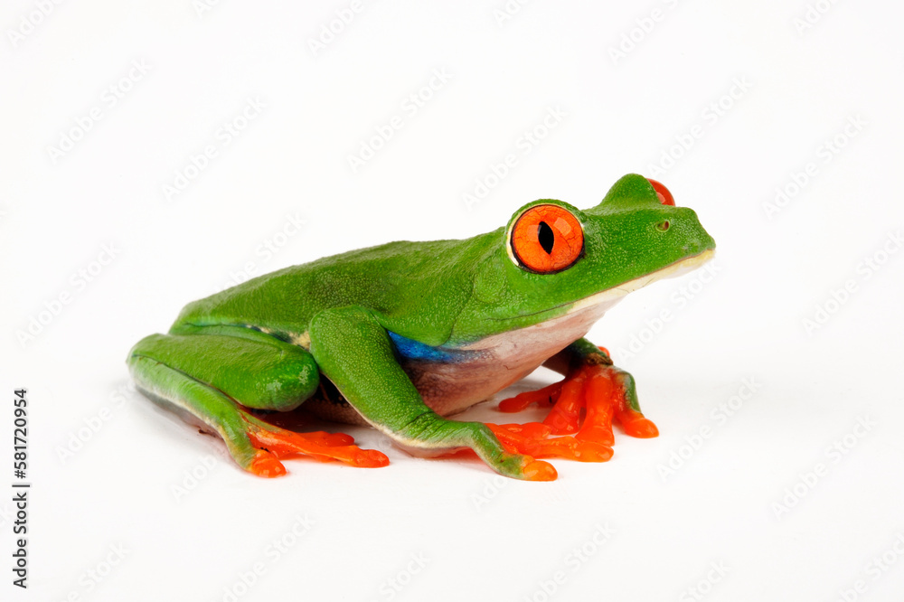 Obraz premium Rotaugenlaubfrosch // red-eyed tree frog (Agalychnis callidryas)