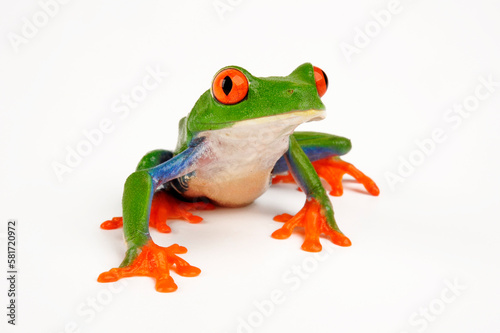 Rotaugenlaubfrosch // red-eyed tree frog (Agalychnis callidryas)