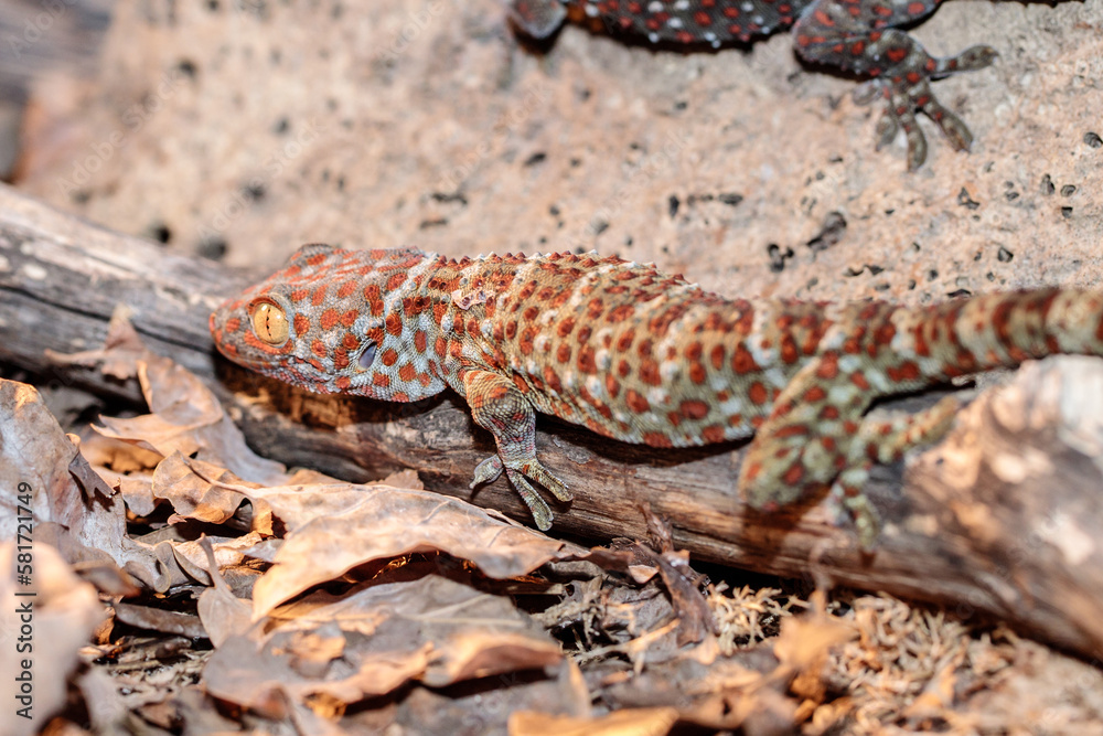 real gecko in terrarium. close-up. macro. real gecko in terrarium. close-up. macro.