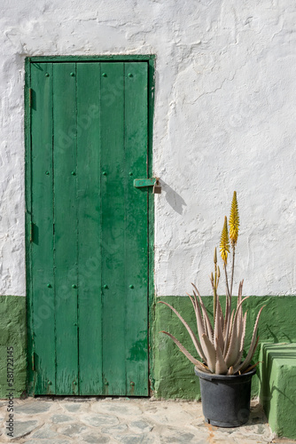 Wooden green door and a plant in pot