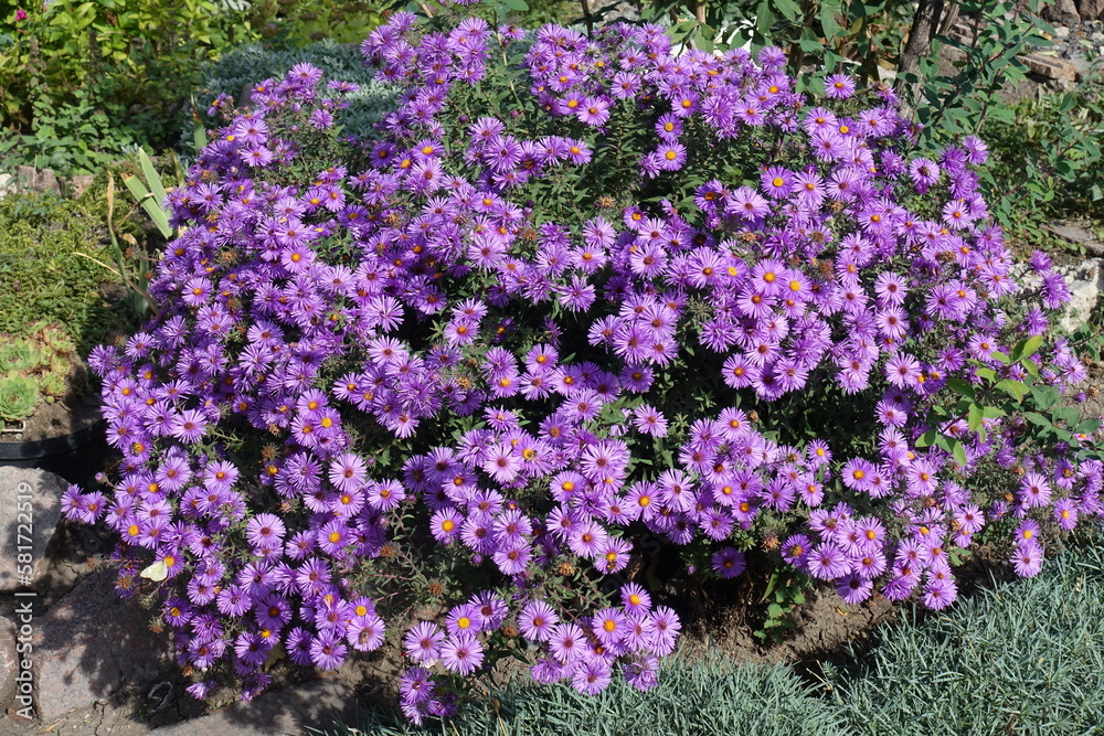 Shrub of purple Symphyotrichum novae-angliae in full bloom in October Shrub of purple Symphyotrichum novae-angliae in full bloom in October