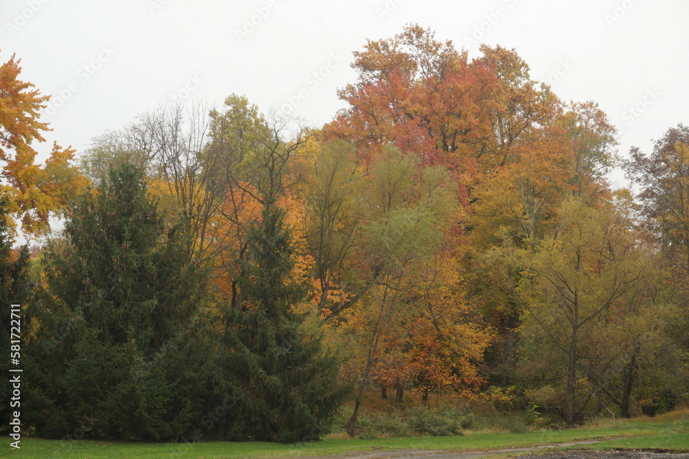 Wall of Evergreens' and Vibrantly Colored Golden Trees in Fall Wall of Evergreens' and Vibrantly Colored Golden Trees in Fall