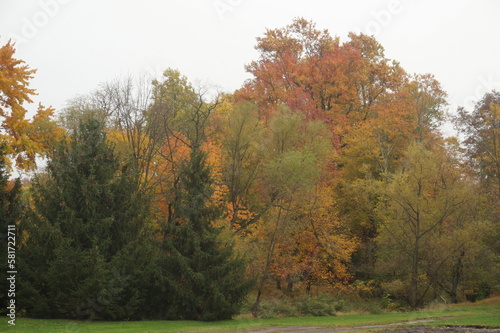 Wall of Evergreens' and Vibrantly Colored Golden Trees in Fall