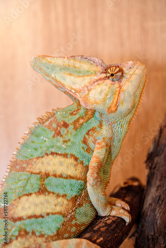 Yemeni chameleon in a terrarium. close-up. macro.