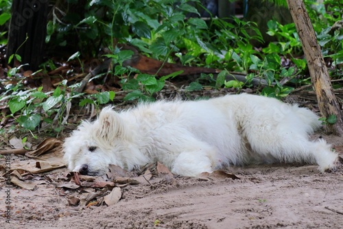 A cute white dog lying on the ground in summer day. Animal and nature concept.