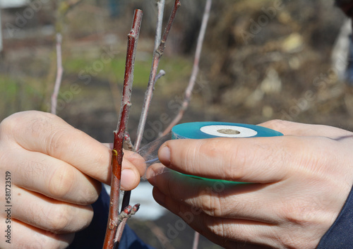 Εκτύπωση καμβά Gardener grafting fruit tree with grafting tape.
