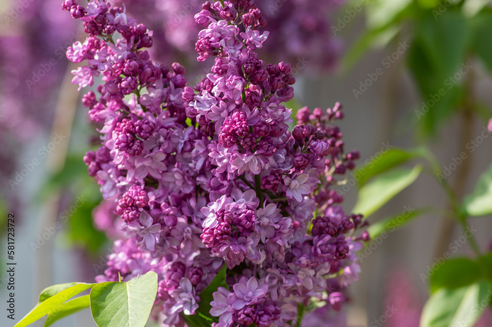 Syringa vulgaris violet purple flowering bush, groups of scented flowers on branches in bloom, common wild lilac tree Syringa vulgaris violet purple flowering bush, groups of scented flowers on branches in bloom, common wild lilac tree