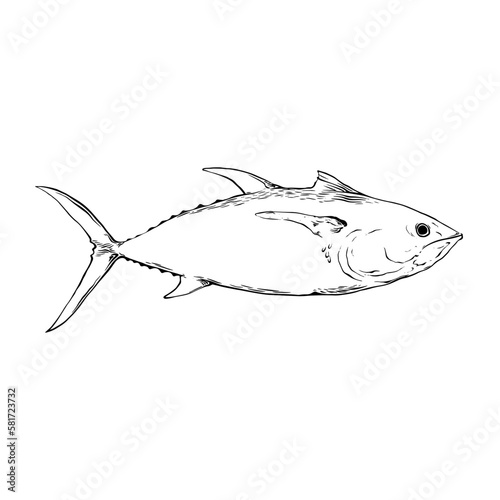 Drawn in ink hand drawn tuna. Marine food banner  flyer design. Engraved isolated art. Delicious cuisine objects. Use for promotion  market  store banner  restaurant menu. Vector eps 10