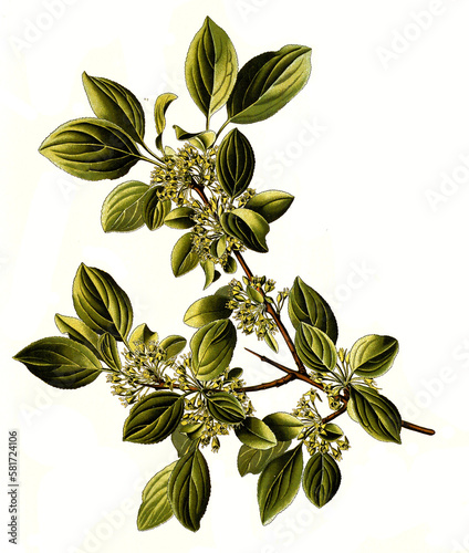 Heilpflanze, Purgier-Kreuzdorn, Rhamnus cathartica, Rhamnus catharticu, Pflanzenart aus der Familie der Kreuzdorngewächse photo