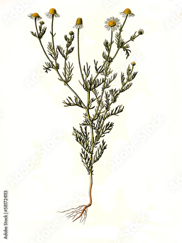 Heilpflanze, Echte Kamille, Matricaria chamomilla, eine Pflanzenart innerhalb der Familie der Korbblütler photo