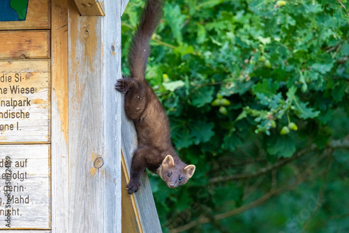 Baummarder auf der Infotafel im Nationalpark. photo