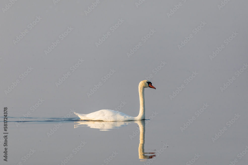 Schwimender Schwan mit Spiegelbild auf dem Bodden. Schwimender Schwan mit Spiegelbild auf dem Bodden.