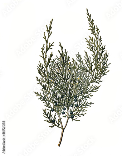 Heilpflanze, Sadebaum, Juniperus sabina, auch Stink-Wacholder, Gift-Wacholder, Sevibaum, Sevenbaum, Säbenbaum, Sefistrauch oder Sebenstrauch photo