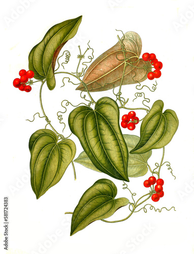 Heilpflanze, Smilax aristolochiifolia, Pflanzenart aus der Gattung der Stechwinden, Smilax, Sarsaparilla photo