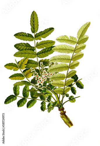 Heilpflanze, Boswellia sacra ist eine Pflanzenart, die zur Familie der Balsambaumgewächse, Burseraceae  gehört, Somalischer Weihrauch, Arabischer Weihrauch photo
