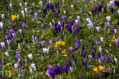 Copenhagen, Denmark Blossoming crocus flowers in a park at springtime.