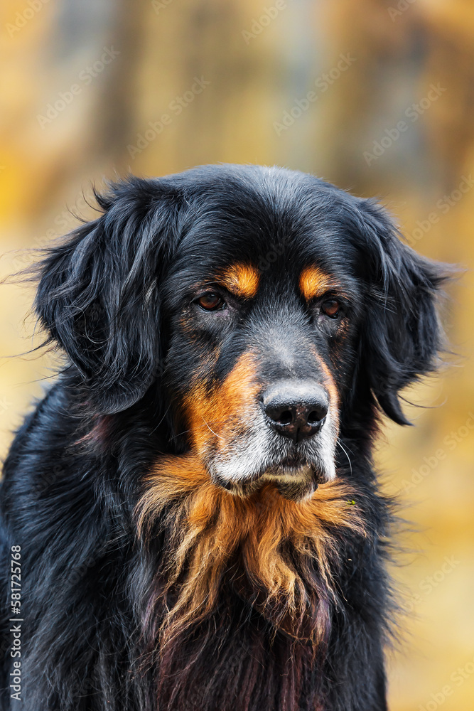 black and gold Hovie dog hovawart fine portrait with ochre background black and gold Hovie dog hovawart fine portrait with ochre background