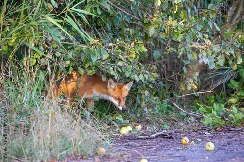 Fuchs unter Apfelbaum.