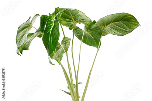 Homalomena foliage, Green leaf with white petioles isolated on white background, with clipping path