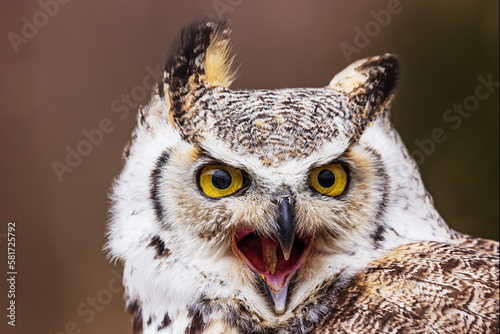 great horned owl (Bubo virginianus) head detail © michal